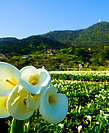 陽明山竹子湖-台北市政府觀光傳播局提供_JPG.jpg